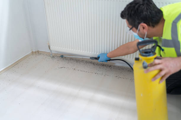 Wasp Removal Services in Taylor, TX